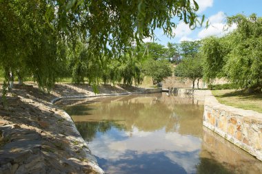Doğa üzerindeki yeşil taze söğüt dallarını kapatın. Seçili focut