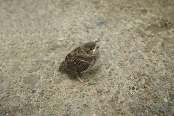 stock image Injured little sparrow is fed by hand