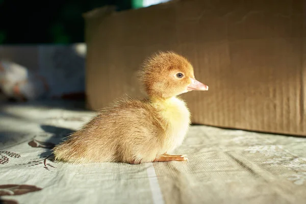 Ein Entlein Ist Eine Baby Ente Entchen Lernen Normalerweise Schwimmen — Stockfoto