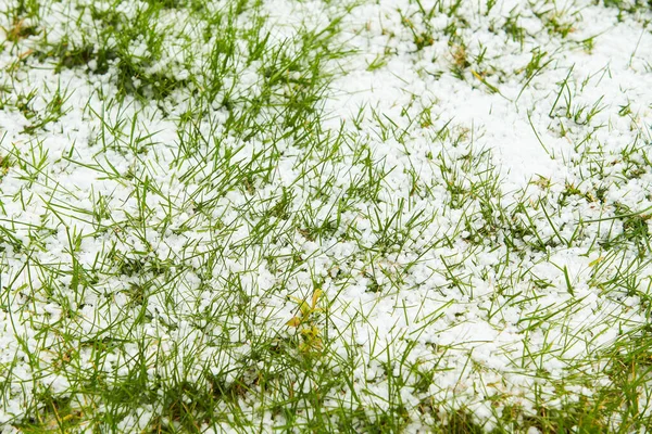 花には雹が降る 夏の暖かい天候の間に強い雷雨 雹嵐の後 草の上の雹 — ストック写真