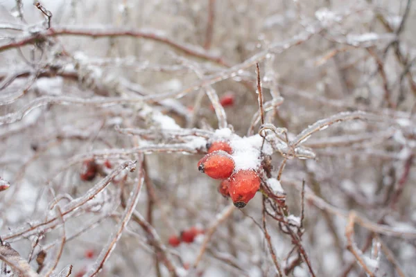 Větve Listnaté Trávy Keře Pokryté Ledovou Kůrou Mrazivém Dešti Úlomky — Stock fotografie