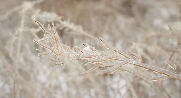 落葉性の草の枝 凍結雨 背景の後に氷の地殻で覆われた茂み — ストック写真