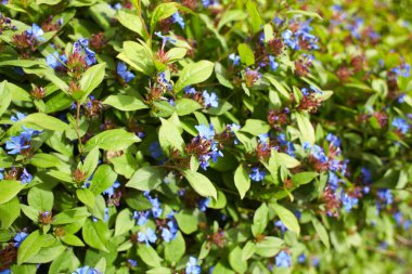 Bahçedeki mavi çiçekler plumbaginaceae ceratostigma plumbaginoides. Yaz ve bahar zamanı