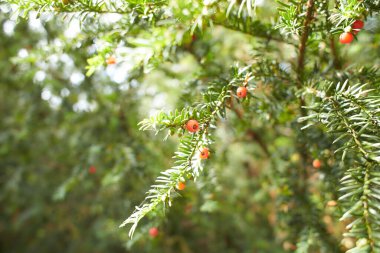 Bahçesinde portakal meyvesi olan Taxus brevifolia ağacı (Canadian Yew). Yaz ve bahar zamanı