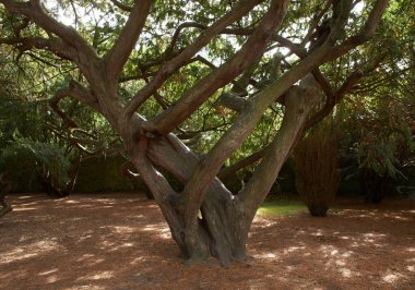 BOTANİK GARDENLERİNDEKİ DİRİŞTİRilmiş Ağaç Sandıkları