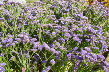 Mavi çiçekler plumbaginaceae limonyum sinuatum bahçede sonsuza dek gümüş. Yaz ve bahar zamanı