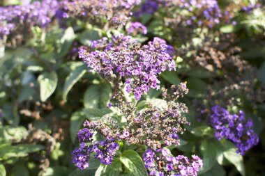 Mavi çiçekler plumbaginaceae limonyum sinuatum bahçede sonsuza dek gümüş. Yaz ve bahar zamanı