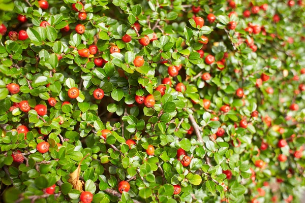 Красная Ягода Котонестерского Растения Саду Лето Весна — стоковое фото