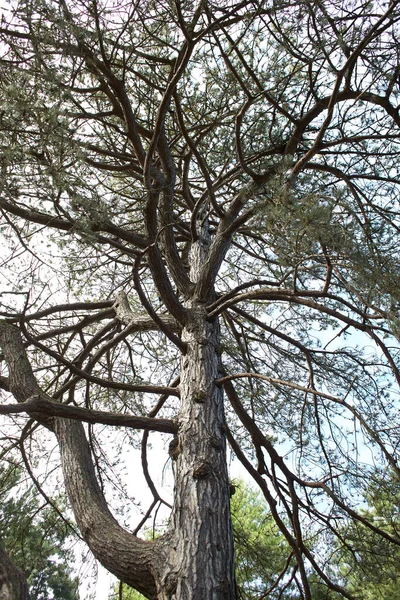 Magas Fenyő Erdőben Közelkép Egy Fáról Egy Ugatása Közeledik Fatörzsre — Stock Fotó