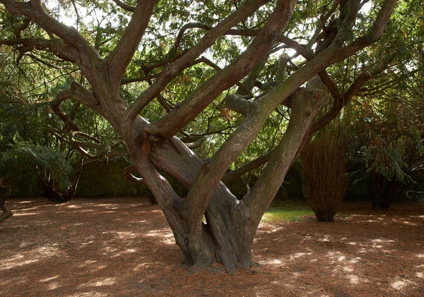 Truncos Árvores Distortados Nas Gardens Botânicas — Fotografia de Stock