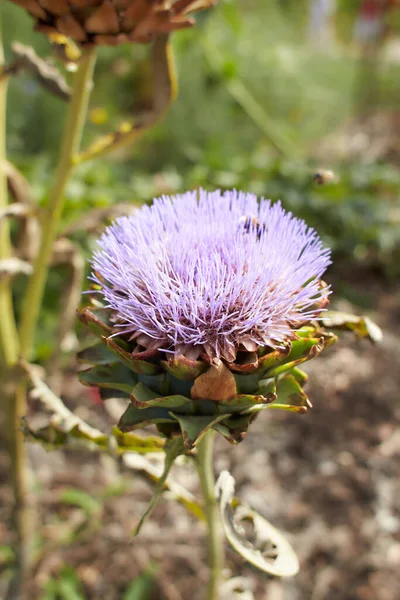 Mor çiçekler asteraceae cynara cardunculus bahçede. Yaz ve bahar zamanı