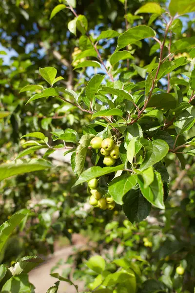 Растение Rosaceae Malus Zumi Var Профессор Калокарпы Крабовое Яблоко Саду — стоковое фото