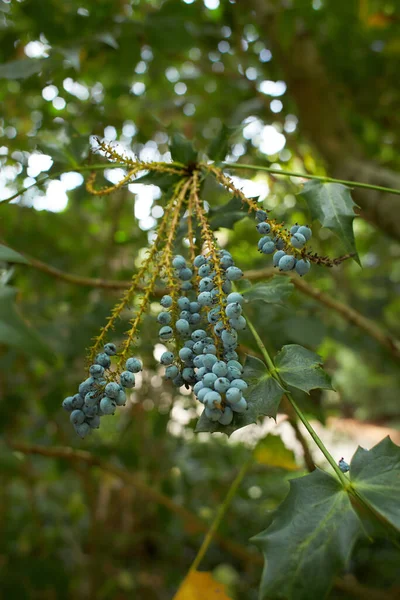 Pianta Berberidaceae Mahonia Japonica Napaulensis Blu Nel Giardino Estate Primavera — Foto Stock