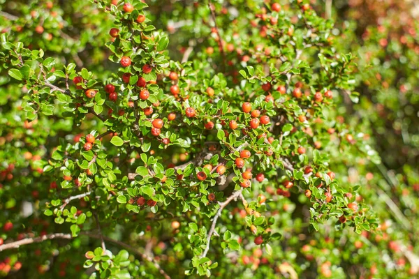 Bahçedeki Cotoneaster Bitkisinin Kırmızı Meyvesi Yaz Bahar Zamanı — Stok fotoğraf