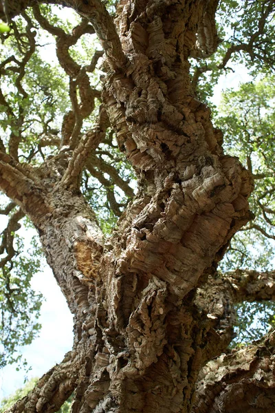 Árvore Norte África Fagaceae Quercus Suber Jardim — Fotografia de Stock