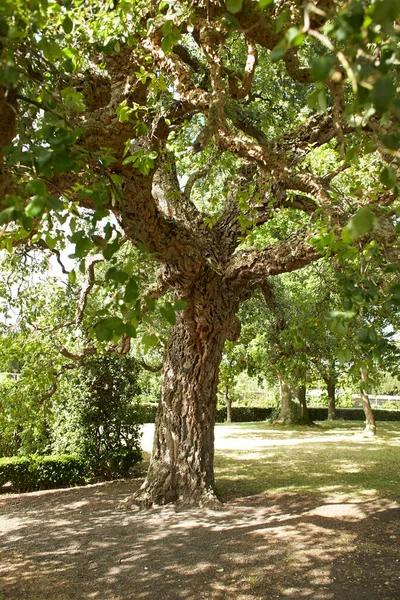 Árbol Del Norte África Fagaceae Quercus Suber Jardín — Foto de Stock
