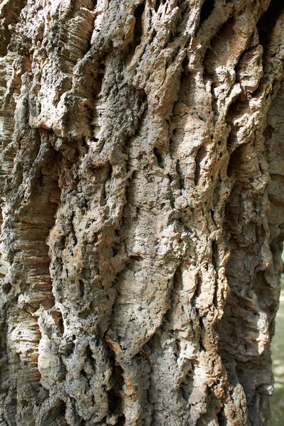 Δέντρο Της Βόρειας Αφρικής Fagaceae Quercus Suber Στον Κήπο — Φωτογραφία Αρχείου