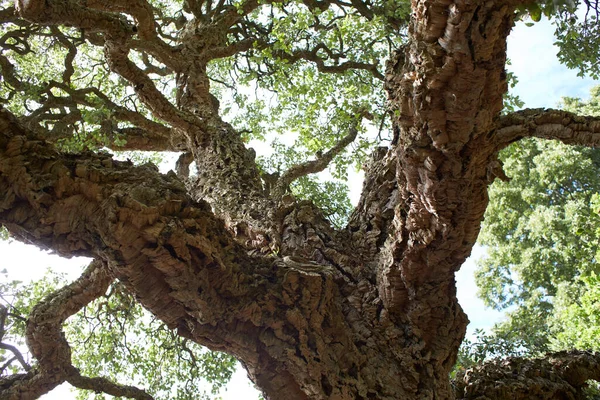 Árbol Del Norte África Fagaceae Quercus Suber Jardín —  Fotos de Stock