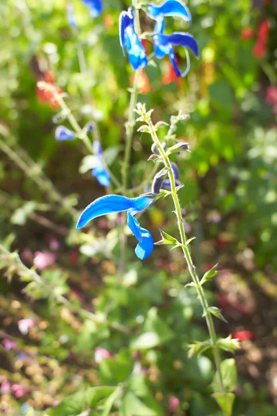 Flores Azules Lamiaceae Salvia Patens Guanajuato Jardín Verano Primavera —  Fotos de Stock