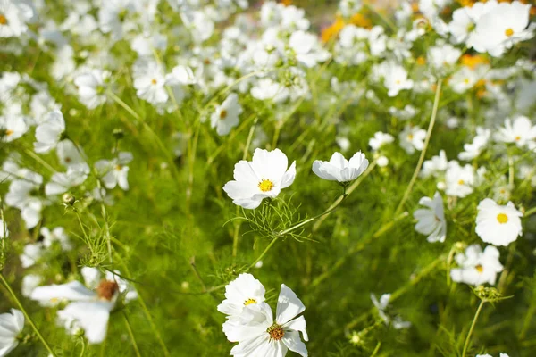 Білі Квіти Космосу Саду Літо Весна — стокове фото