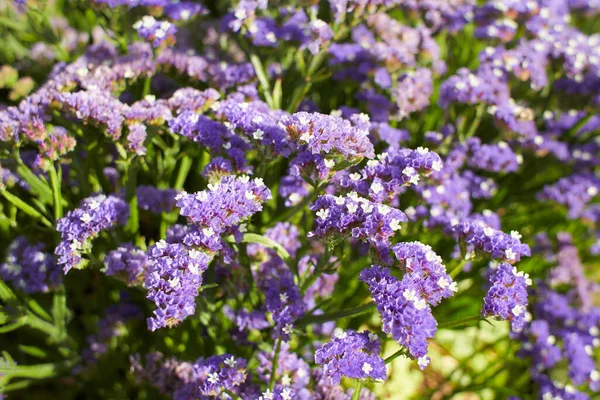 Blå Blommor Plumbaginaceae Limonium Sinuatum Evigt Silver Trädgården Sommar Och — Stockfoto