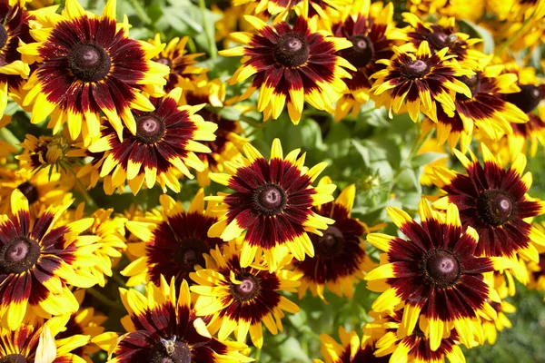 Žluté Květy Černooká Susan Nebo Coneflowersová Zahradě Léto Jaro — Stock fotografie