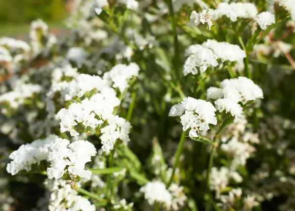 꽃들은 정원에는 은으로 국화과 Limonium Sinuatum 퍼뜨린다 — 스톡 사진