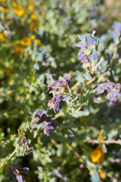 Fleurs Pourpres Cerinthe Majeur Purpurascens Dans Jardin Heure Été Printemps — Photo