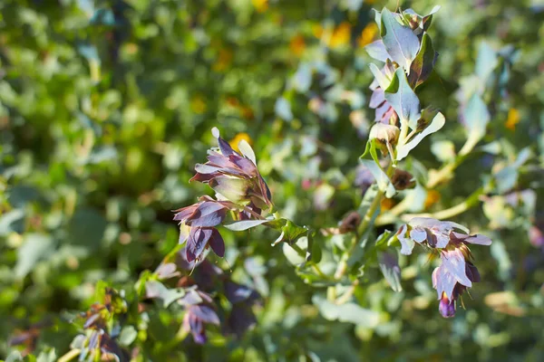庭のCerinthe主要な Purascens の紫色の花 夏と春の時間 — ストック写真