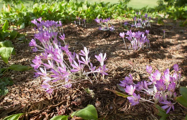 Mor Çiçeklerin Bahçesinde Kolşisyum Sonbaharı Var Yaz Bahar Zamanı — Stok fotoğraf