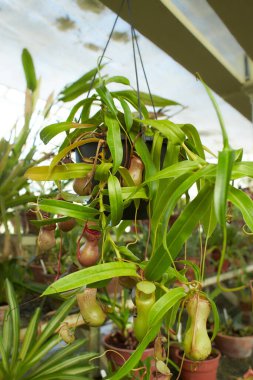 Etobur kırmızı çiçekler, Nepenthes St. Pacificus, Nepenthes Ventrata bahçede. Yaz ve bahar zamanı