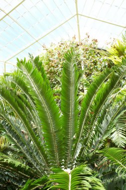 Orman bahçesindeki yeşil tropikal bitkiler yaprakları kapatıyorlar. Kapat.