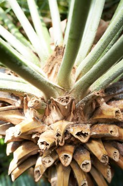 Bahçede zamiaceae ensefalartos altensteinii bitkisi. Yaz ve bahar zamanı