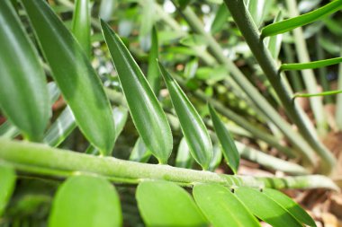 Green tropical plants in jungle garden close up of leaves. Close up