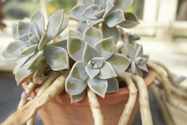 Graptopetalum paraguayense bahçede. Yaz ve bahar zamanı