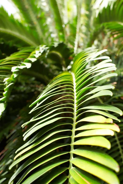 Green Tropical Plants Jungle Garden Close Leaves Close — 스톡 사진