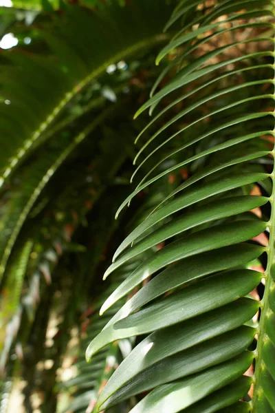 Orman Bahçesindeki Yeşil Tropikal Bitkiler Yaprakları Kapatıyorlar Kapat — Stok fotoğraf