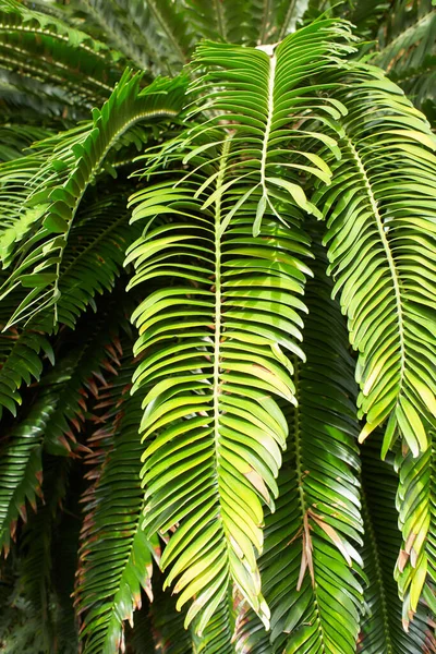 Green Tropical Plants Jungle Garden Close Leaves Close — 스톡 사진