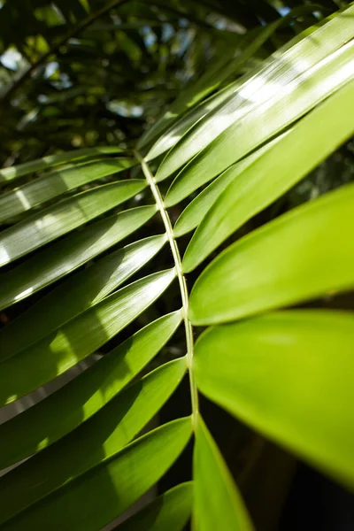 Zöld Trópusi Növények Dzsungel Kertben Levelek Közelében Közelről — Stock Fotó