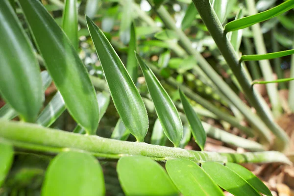 Orman Bahçesindeki Yeşil Tropikal Bitkiler Yaprakları Kapatıyorlar Kapat — Stok fotoğraf