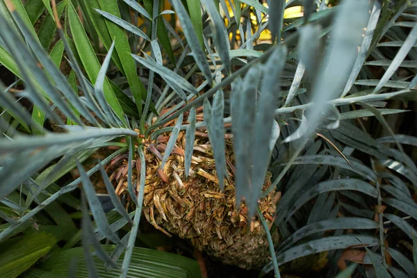 Растение Zamiaceae Encephalartos Altensteinii Саду Лето Весна — стоковое фото