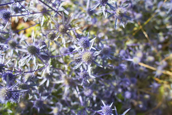 Bahçede Apiaceae Eryngium Tripartitum Mavi Çiçekleri Yaz Bahar Zamanı — Stok fotoğraf