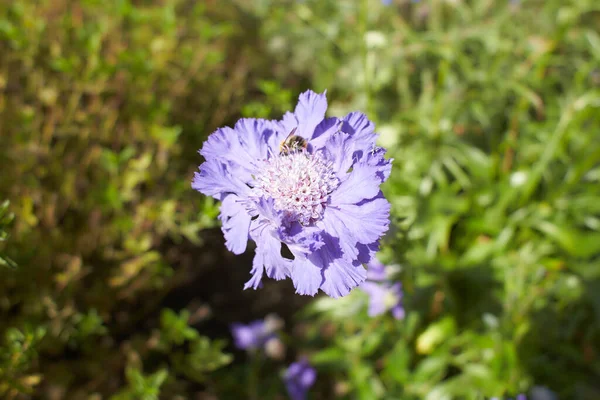 Flores Violetas Scabiosa Butterfly Blue Jardim Verão Primavera — Fotografia de Stock