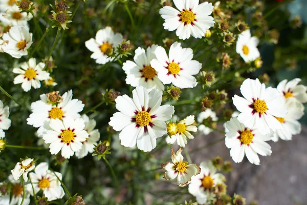 Flores Blancas Del Cosmos Jardín Verano Primavera —  Fotos de Stock