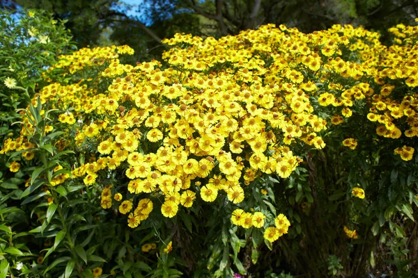 Sarı Çiçekler Siyah Gözlü Susan Bahçedeki Koni Çiçekleri Yaz Bahar — Stok fotoğraf