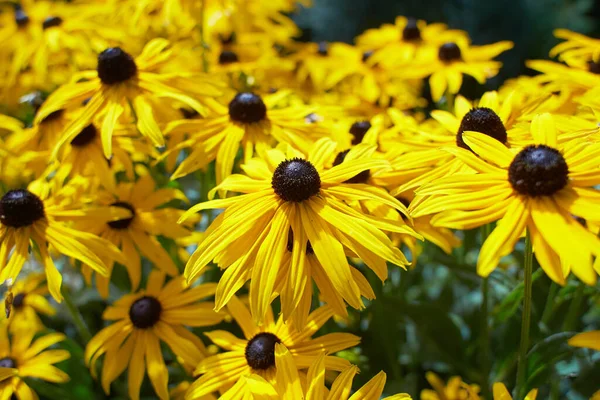 Жёлтые Цветы Черноглазая Сьюзен Coneflowers Саду Лето Весна — стоковое фото