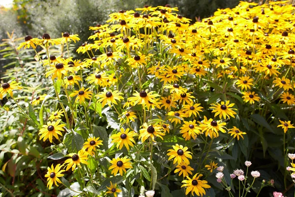 Sárga Virágok Fekete Szemű Susan Vagy Coneflower Kertben Nyári Tavaszi — Stock Fotó