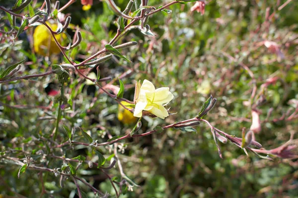Żółte Kwiaty Oenothera Wolfii Ogrodzie Czas Letni Wiosenny — Zdjęcie stockowe