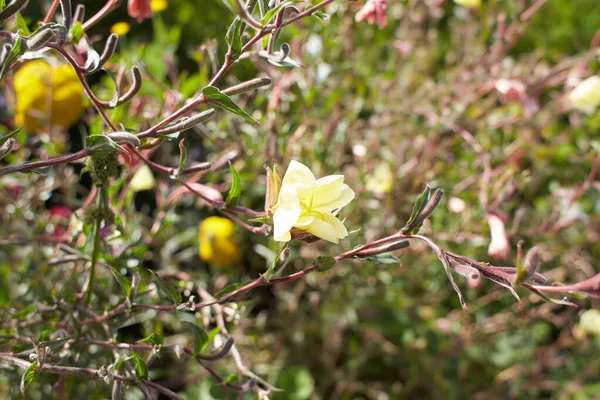 黄花的Oenothera Wolfii在花园里 夏天和春天 — 图库照片