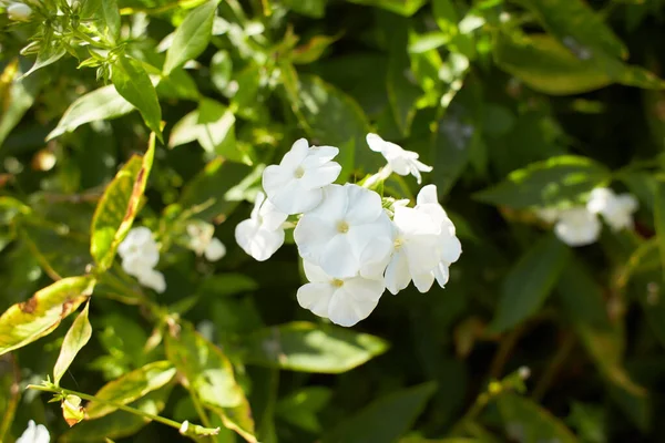 Λευκά Και Άσπρα Λουλούδια Από Polemoniaceae Phlox Paniculata Λευκό Ναύαρχο — Φωτογραφία Αρχείου
